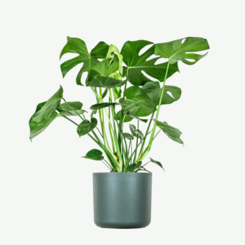 plants-ecommerce-product-featured-img-14 plants ecommerce product featured img 14