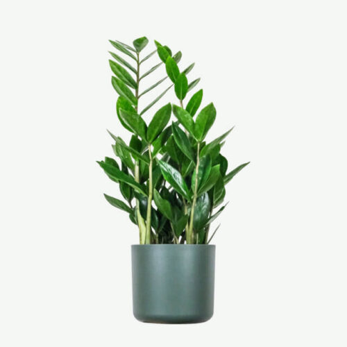 plants-ecommerce-product-featured-img-16 plants ecommerce product featured img 16
