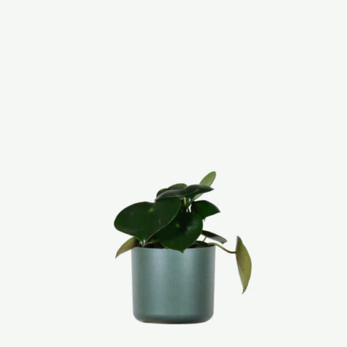 plants-ecommerce-product-featured-img-5 plants ecommerce product featured img 5
