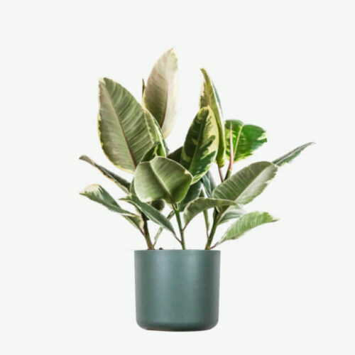 plants-ecommerce-product-featured-img-7 plants ecommerce product featured img 7