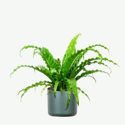 plants-ecommerce-product-featured-img-8 plants ecommerce product featured img 8